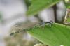Coenagrion scitulum